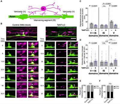 Synaptic vesicle release regulates pre-myelinating oligodendrocyte-axon interactions in a neuron subtype-specific manner